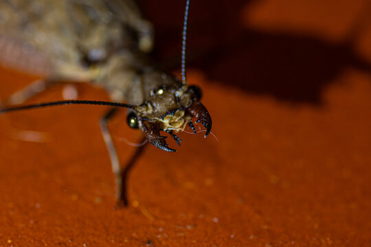 Macro close-up of a dobsonfly on an indoor surface.