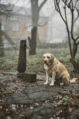 Obraz premium A white Labrador sits near an old abandoned Soviet water pump