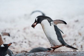 Gentoo Penguin Feeding its Fluffy Chick on the Antarctic Snow