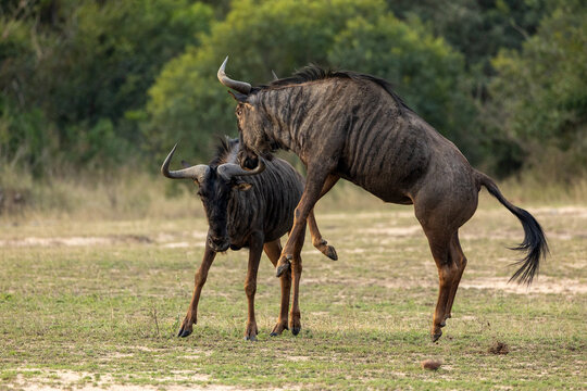 Wildebeest, Connochaetes Taurinus, two wildebeest fighting.