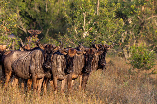 Wildebeest, Connochaetes Taurinus, small herd of wildebeest standing in grass.