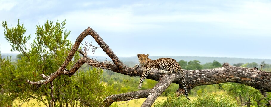Leopard, Panthera pardus, lying on a fallen marula tree with landscape behind.