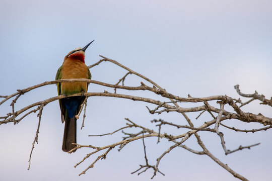 White-fronted bee-eater, Merops bullockoides, perching on a branch at sunset.