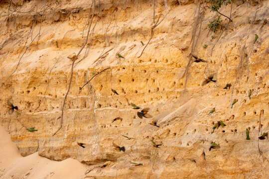 White-fronted bee-eaters, Merops bullockoides, building nests in a cliff.
