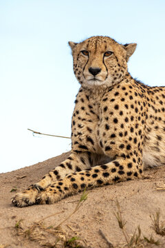 Cheetah, Acinonyx jubatus, cheetah resting on a termite mound.