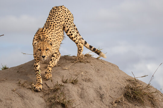 Cheetah, Acinonyx jubatus, cheetah climbing on a termite mound.
