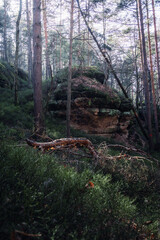 Fototapeta premium old rock formation in forest