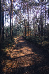 Fototapeta premium path in the forest