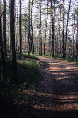 Fototapeta premium path in the woods