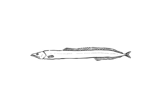 Japanese sand lance (Ammodytes personatus) fish line art vector illustration