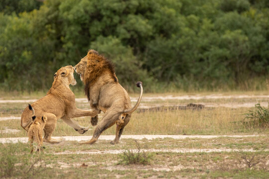 Lion, Panthera leo, male lion and lioness fighting, with cub watching.
