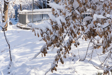 Snow-Covered Tree by Fence in Winter Sunlight