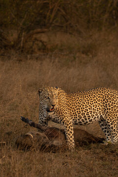 Leopard, Panthera pardus, male leopard standing over a warthog kill.