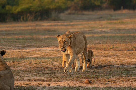 Lion, Panthera leo, growling lioness and cubs.