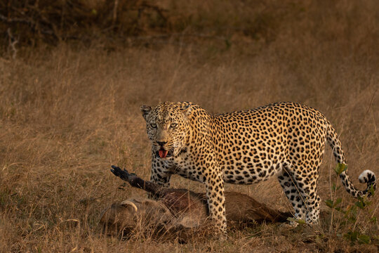 Leopard, Panthera pardus, male leopard standing over a warthog kill.