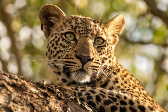 Leopard, Panthera pardus, leopard cub lying in a tree.