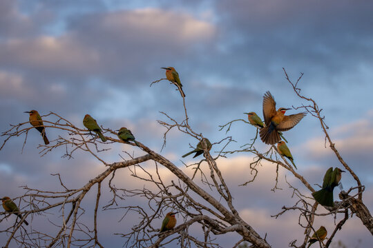 Flock of white-fronted bee-eaters, Merops bullockoides, perching on branches at sunset.