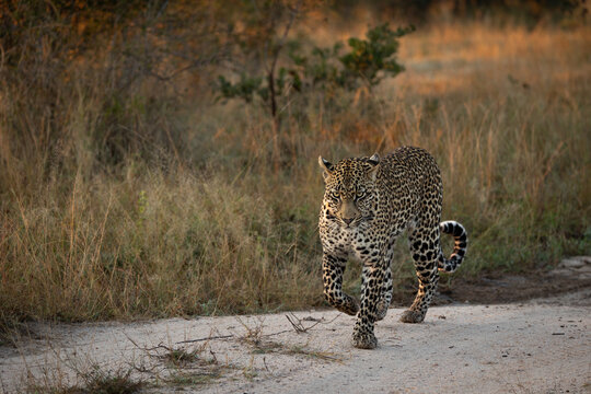 Leopard, Panthera pardus, male leopard walking on a dirt track.