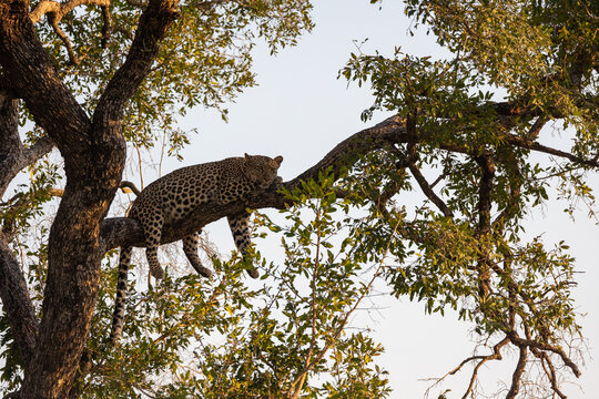Leopard, Panthera pardus, Female, Resting on a branch in a tree canopy.