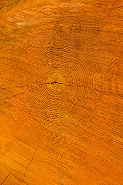 Recently cut Noble Fir tree, Abies Grandis, close up of the grain of the wood, Mount Rainier National Park.