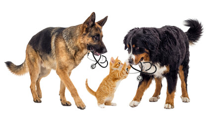 Dogs and kitten holding stethoscope, symbolizing veterinary care and animal health, studio shot © Ronald