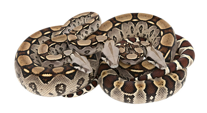 Two boas constrictors coiled together closely with intertwined bodies showcasing their unique scales and patterns on a white background
