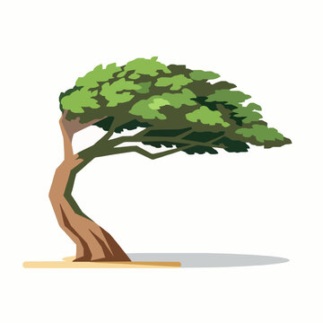 Divi Divi tree vector illustration on Aruba beach flat isolated EPS10