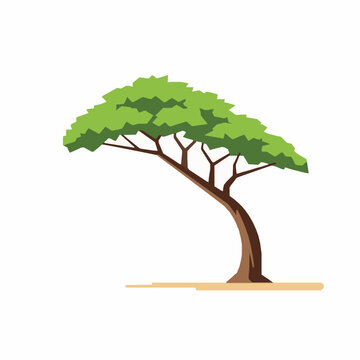 Flat Divi Divi tree leaning on beach vector illustration Aruba EPS10 isolated on white