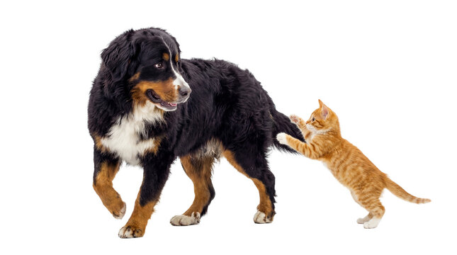 Humorous image of a ginger kitten playfully pulling the tail of a Bernese Mountain Dog with a stethoscope.