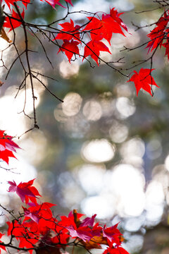 Japanese Maple Leaves on branches, low angle view of the red autumn foliage of the maple tree.