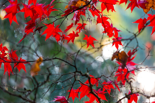Japanese Maple Leaves, on branches, low angle view of the red autumn foliage of the maple tree.