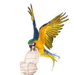 Blue-and-yellow macaw in studio © cynoclub