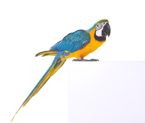 Blue-and-yellow macaw in studio © cynoclub