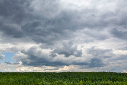 Dark storm clouds gathering low over a wheat field, flat landscape.