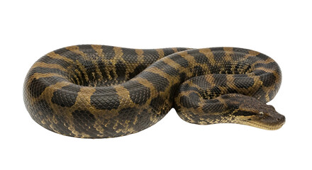 Obraz premium Large coiled venomous taipan snake with distinctive markings and textured scales on a white background