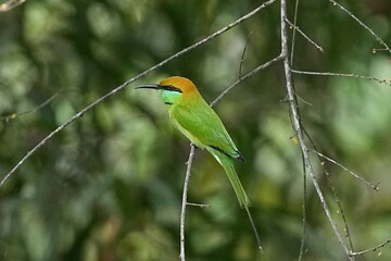 Obraz premium The orange-headed bee-eater lives in the wild in Thailand.