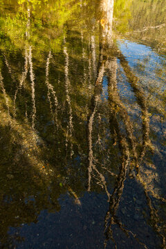 Reflection of tree trunks in the waters of Crescent Lake, Olympic National Park, Port Angeles