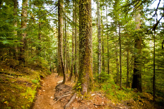 Snoqualmie National Forest, tall pine trees and a path through the woods.