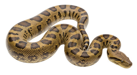 Fototapeta premium Brown patterned snake curled up with its head forward on isolated white background