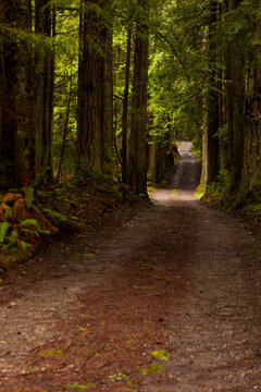 Walking trail through woodland to the Lyre River mouth, North Olympic Land Trust, Joyce