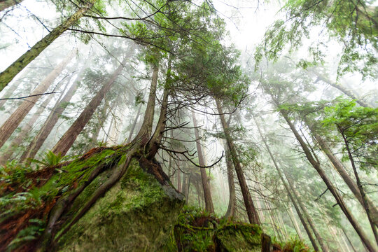 Tall pine trees clinging to a rock, Salt Creek Recreational Area, Port Angeles