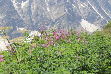 Ivan-tea thickets against the backdrop of the Caucasus Mountains on a sunny summer day, Mount Cheget