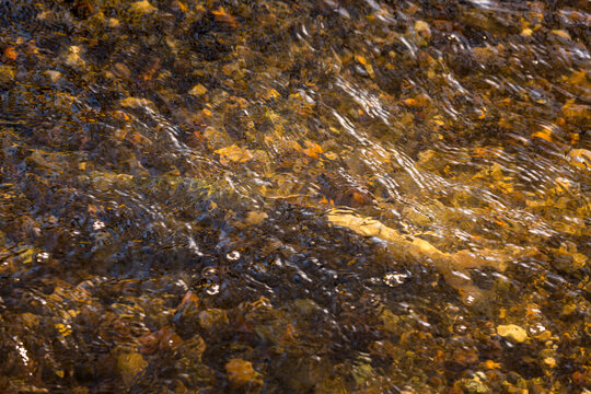 A chum salmon camouflaged in the waters of Pipers Creek, Carkeek Park, gravel and clear water.