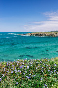 Jug Handle State Natural Reserve, Wild Iris Blooming at Jug Handle Cove