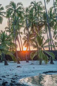 Puuhonua O Honaunau National Historic Park, Place of Refuge, Big Island, sunset view through a row of palm trees.