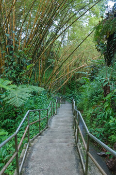 Akaka Falls State Park, a walkway through a bamboo forest.