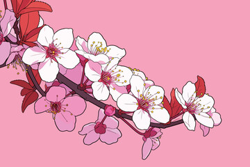 Fototapeta premium A branch filled with cherry blossoms showcases white and pink flowers on a pink background in a garden during spring.