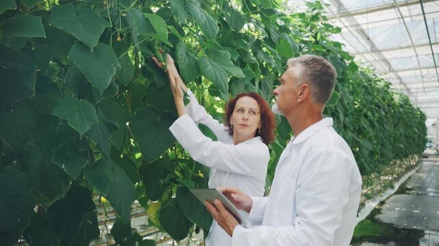 Scientists assess plant vitality through technology and manual inspections. Agricultural experts utilize digital tools and visual assessments to ensure crop health and growth standards