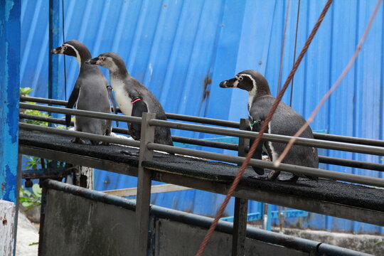 Cute penguins in a zoo
