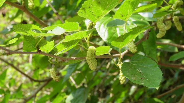 White Mulberry trees with its fruits and foliage